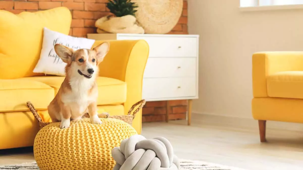 Perro feliz con su cuidador