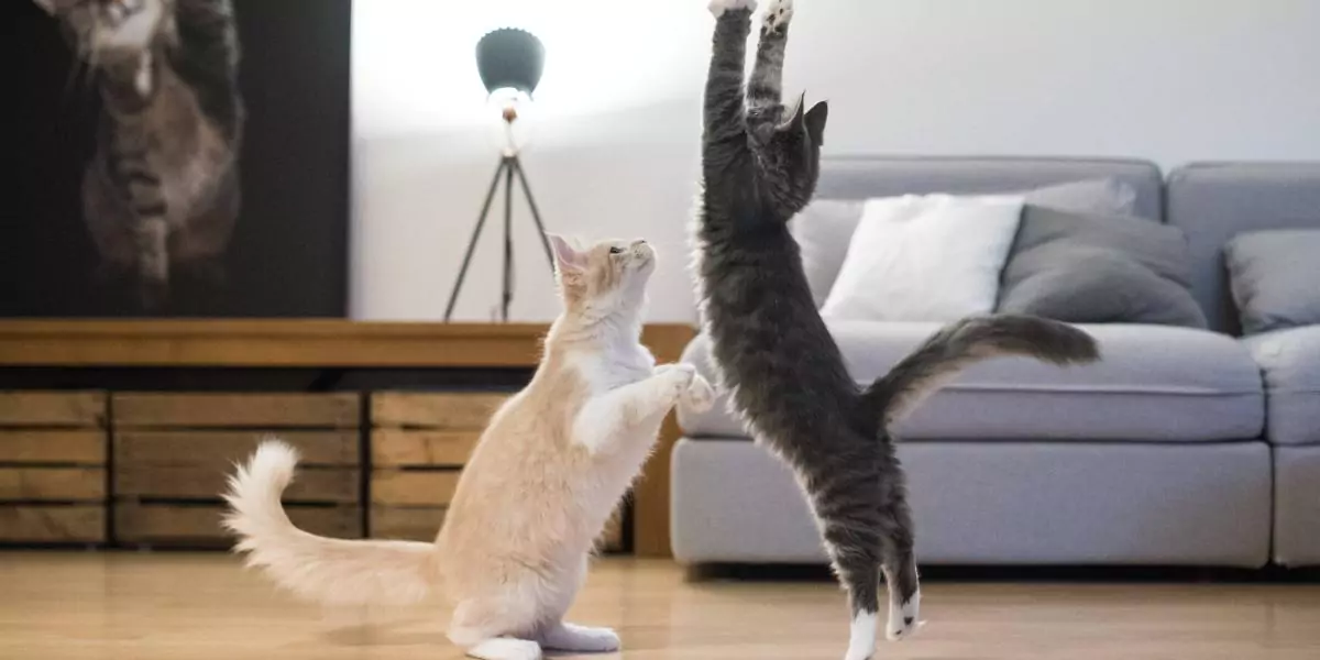 Gato jugando