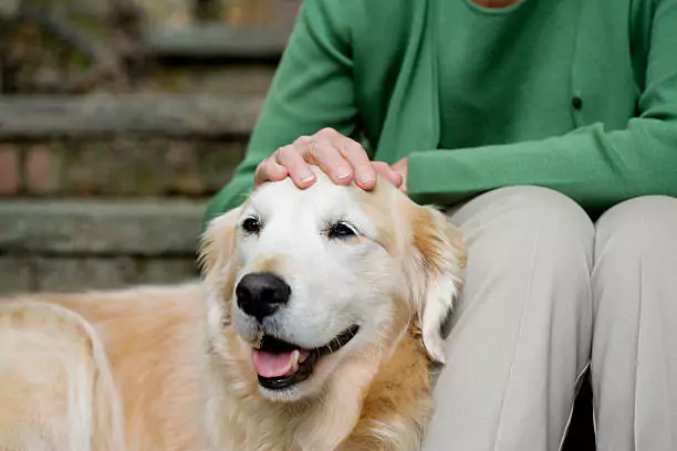 Perro con cuidador