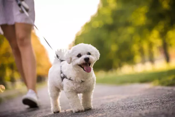 Perro jugando en el parque